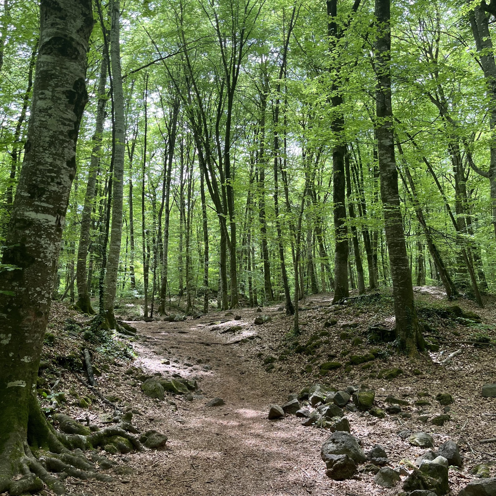 La Fageda