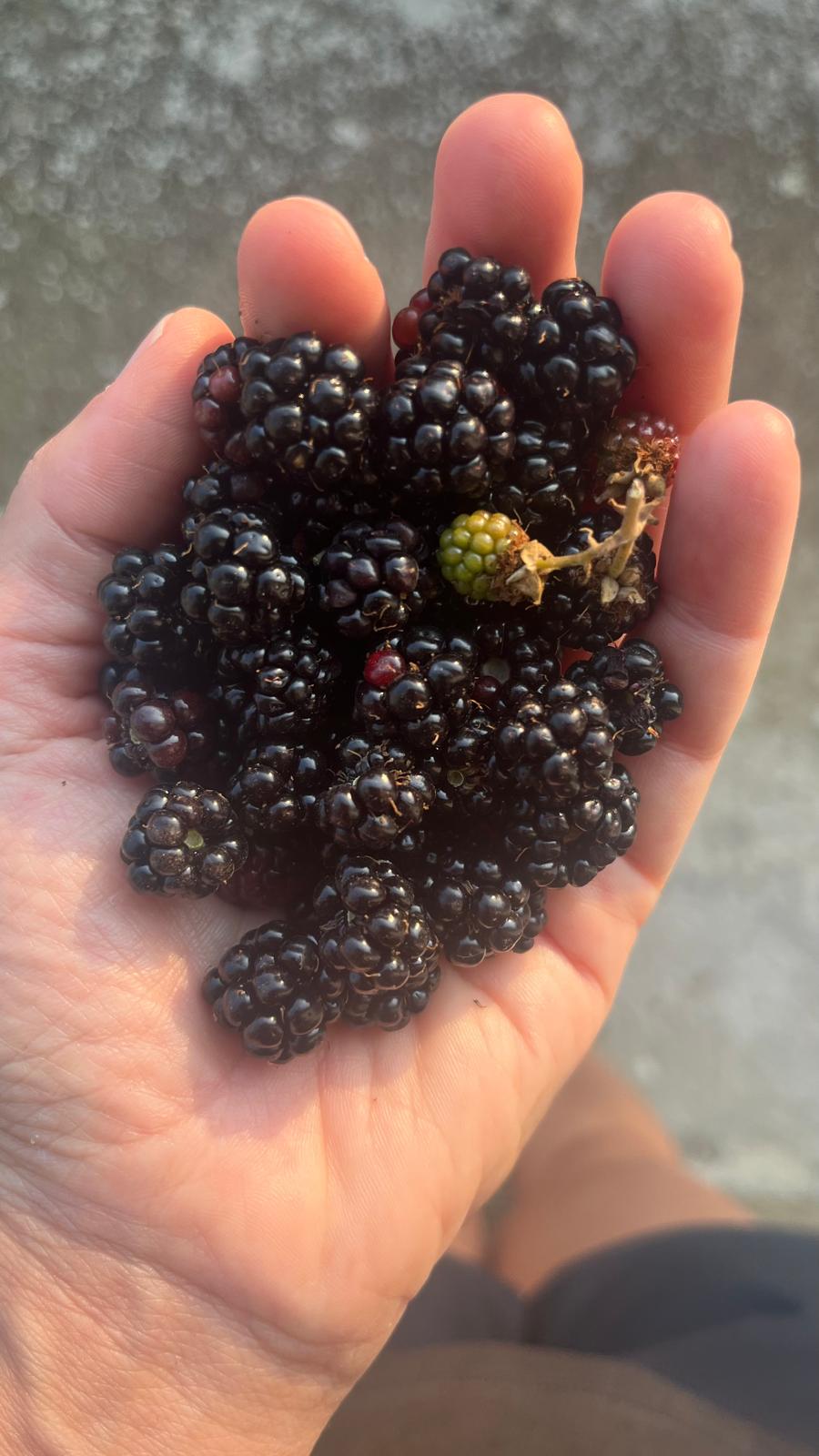 temporada de moras