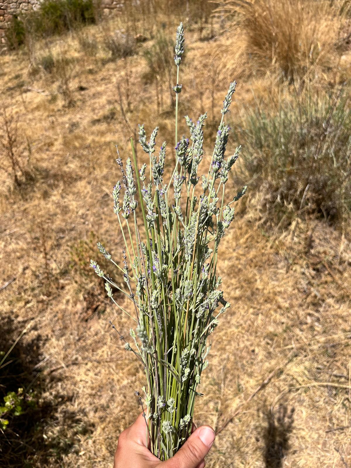 recogiendo lavanda verano '26
