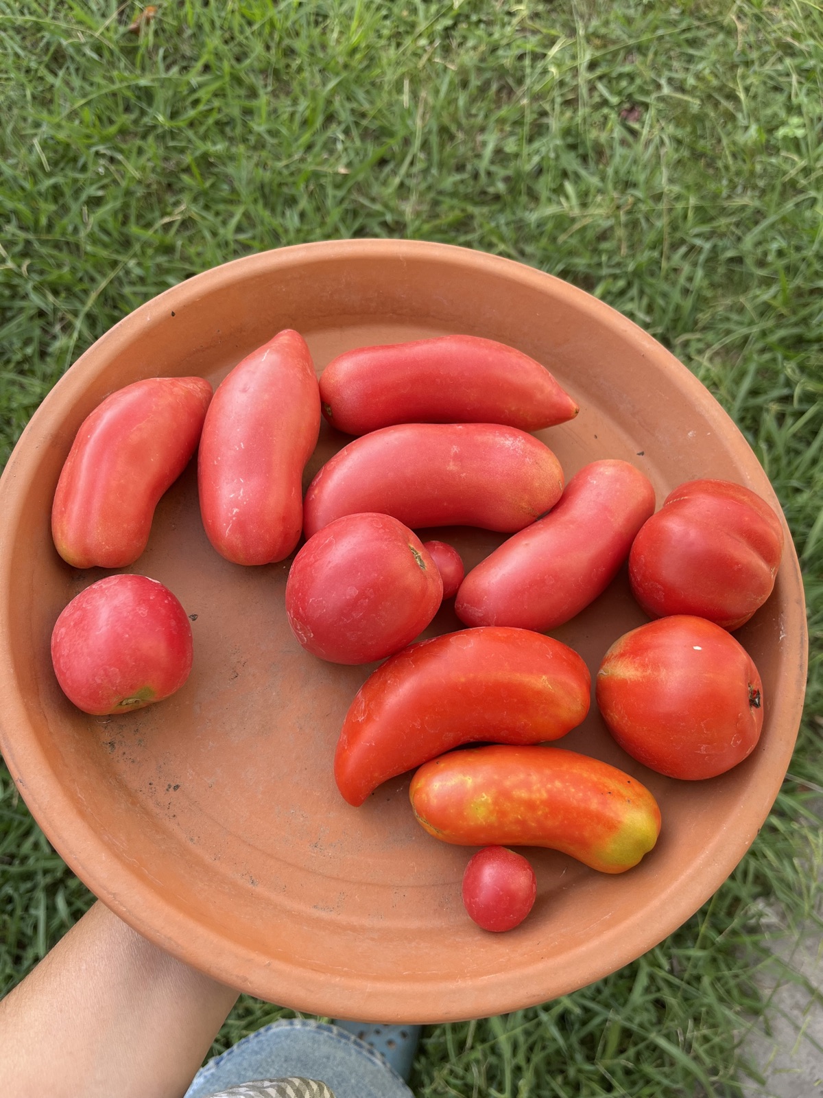 los primeros tomates del huerto de casa